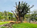Árvore “Estrela” da Praça Willy Barth deixa de ser patrimônio ambiental do Município