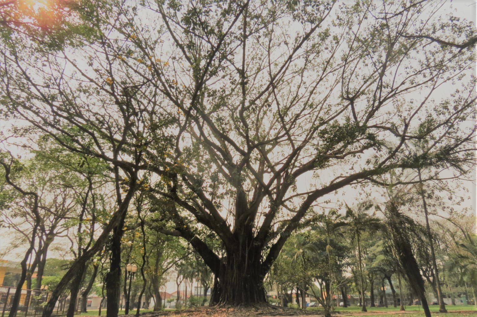 Árvore cinquentenária da Praça Willy Barth é aprovada como patrimônio histórico