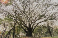 Árvore cinquentenária da Praça Willy Barth é aprovada como patrimônio histórico