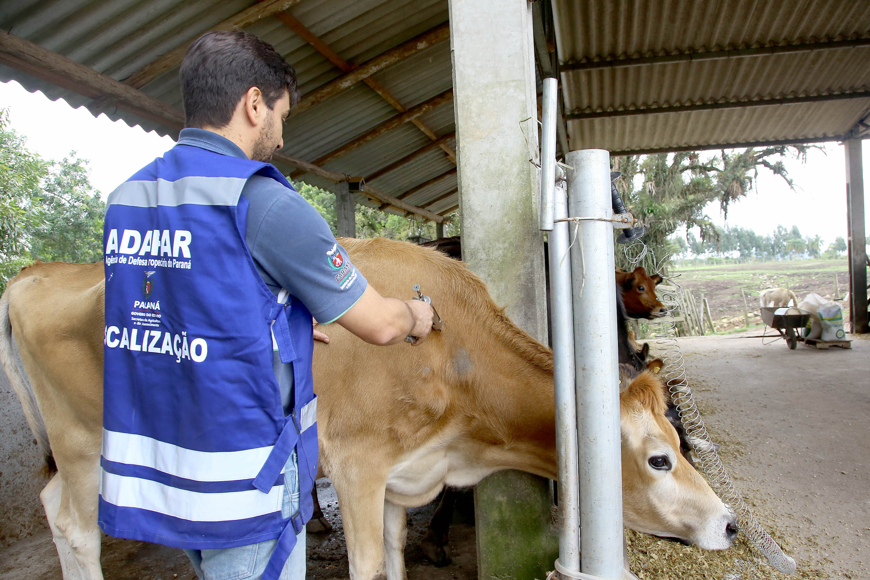 Vereadores propõem campanha emergencial de vacinação contra raiva animal