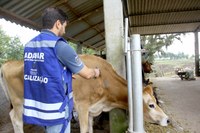 Vereadores propõem campanha emergencial de vacinação contra raiva animal